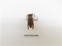 藏品(威氏虎頭蜂)的圖片